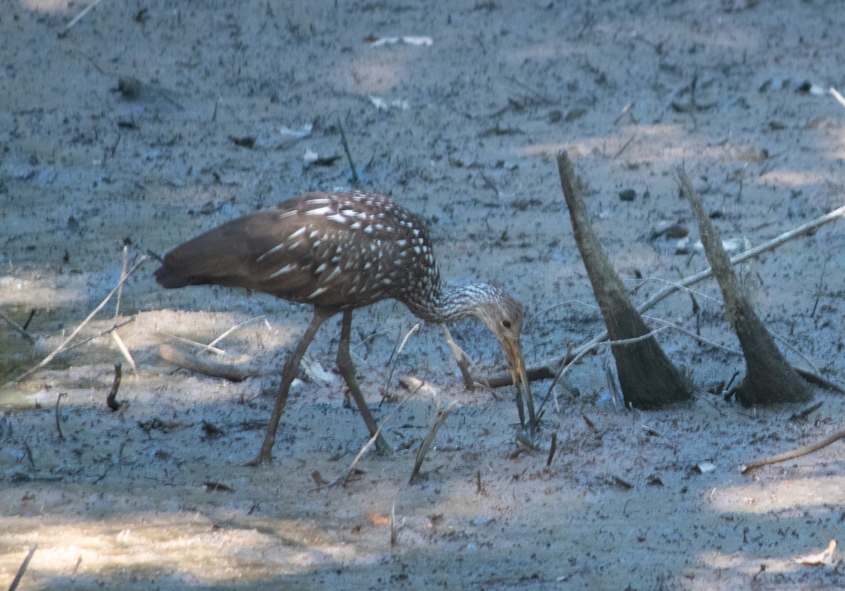 Limpkin - ML608687414