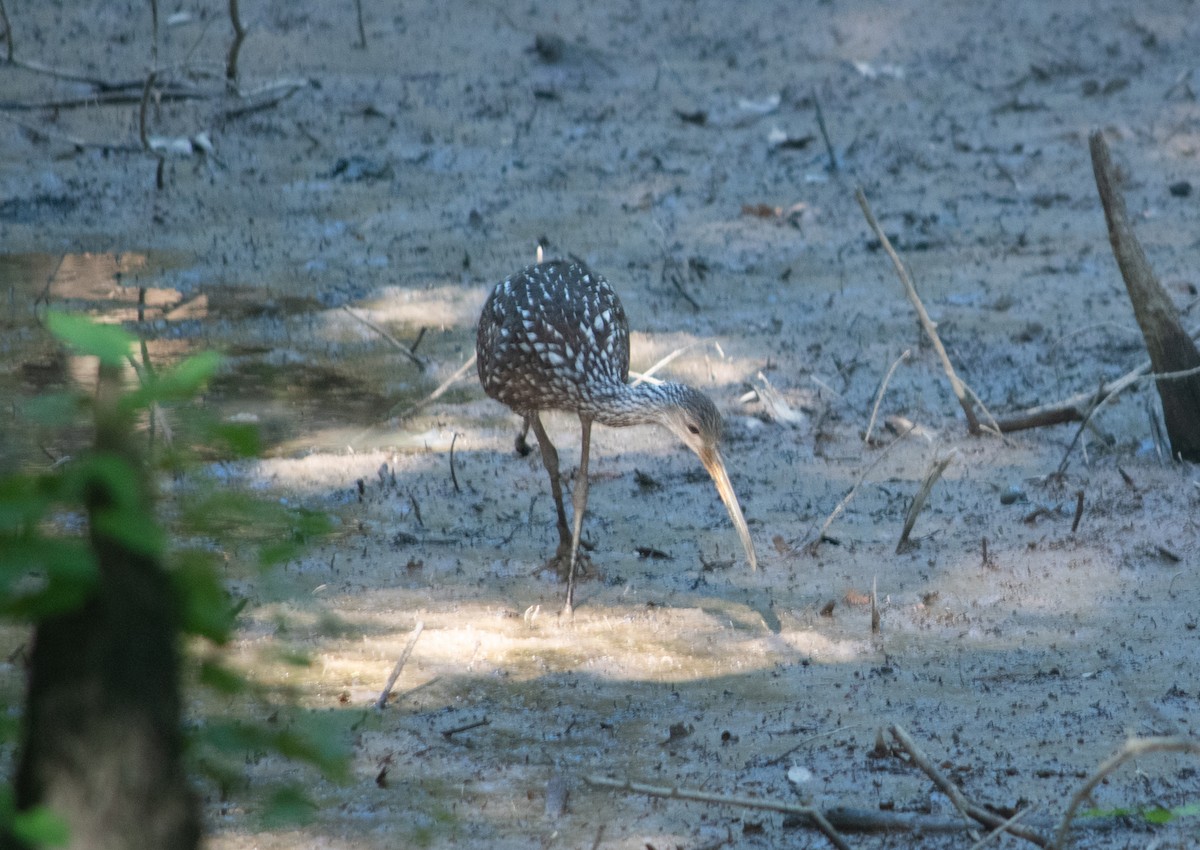 Limpkin - Ryan Keiffer