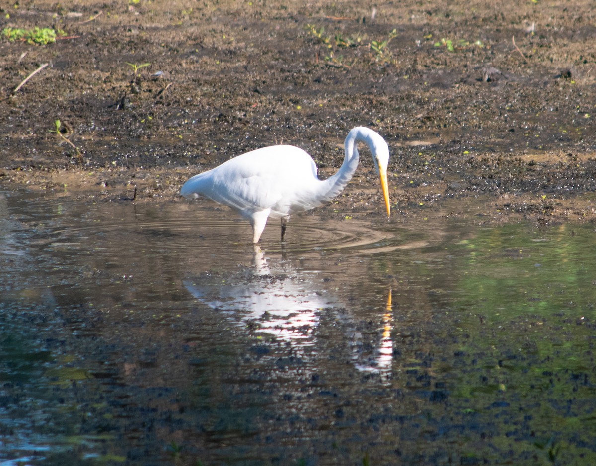 Great Egret - Ryan Keiffer