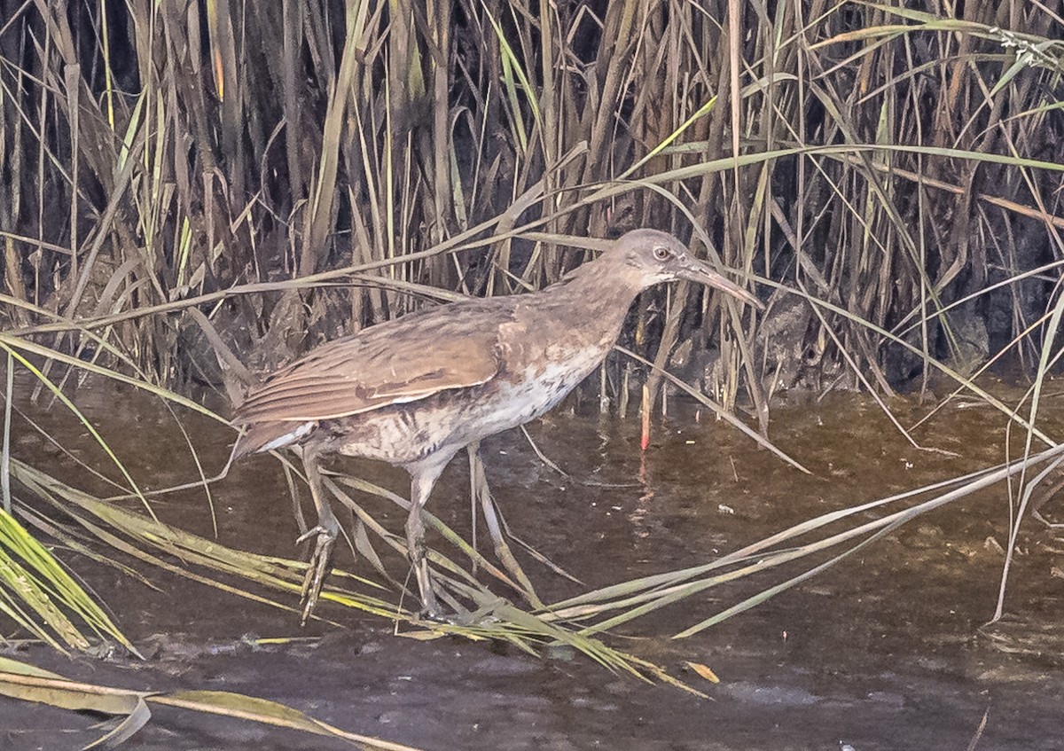 Clapper Rail - ML608687443