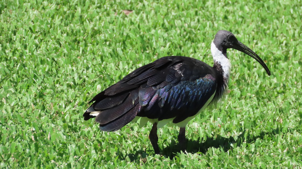ibis slámokrký - ML608687469