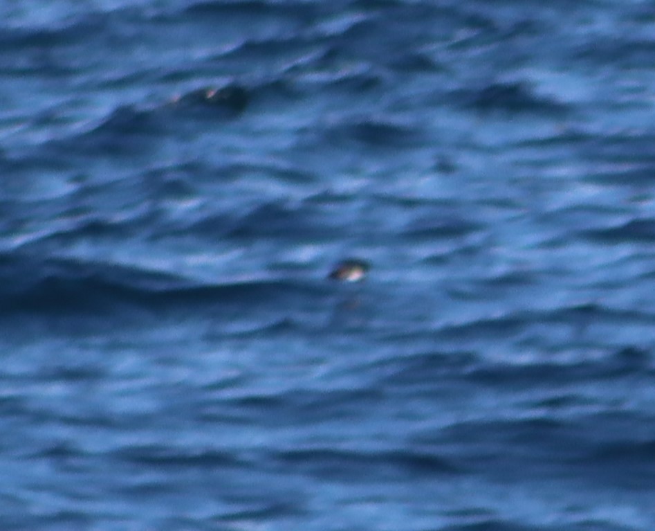 黃蹼洋海燕 - ML608687542