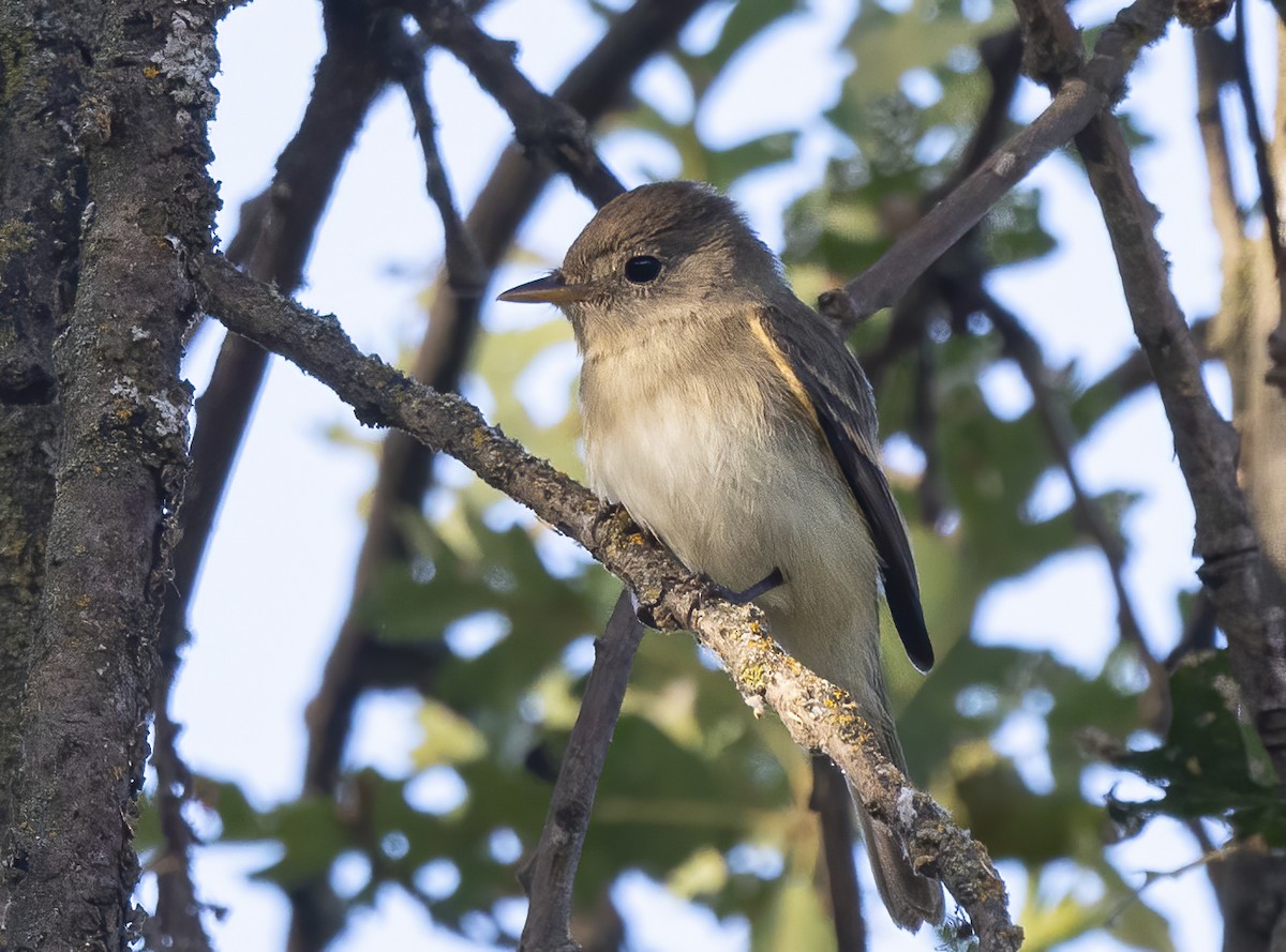 Willow Flycatcher - Jerry Ting