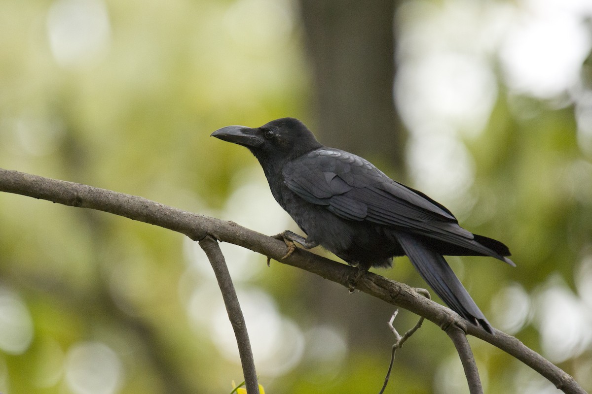 Large-billed Crow - Harmeet Basur