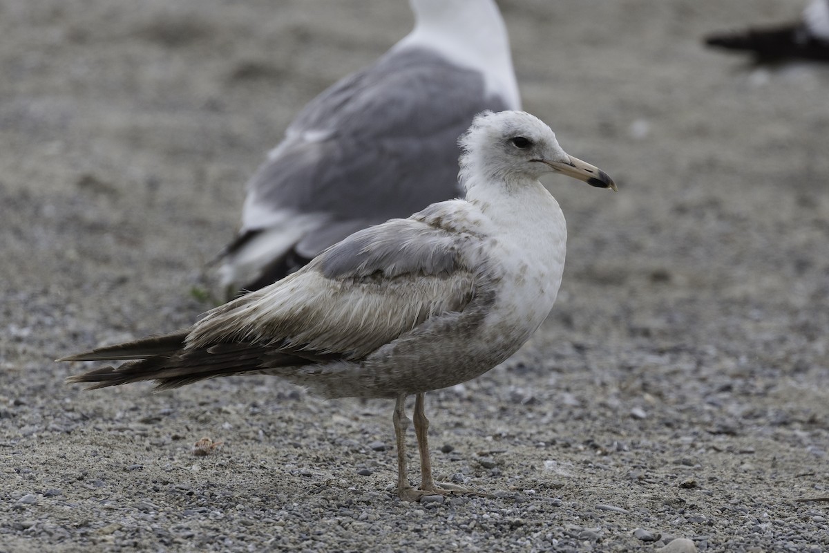 California Gull - Anthony Gliozzo