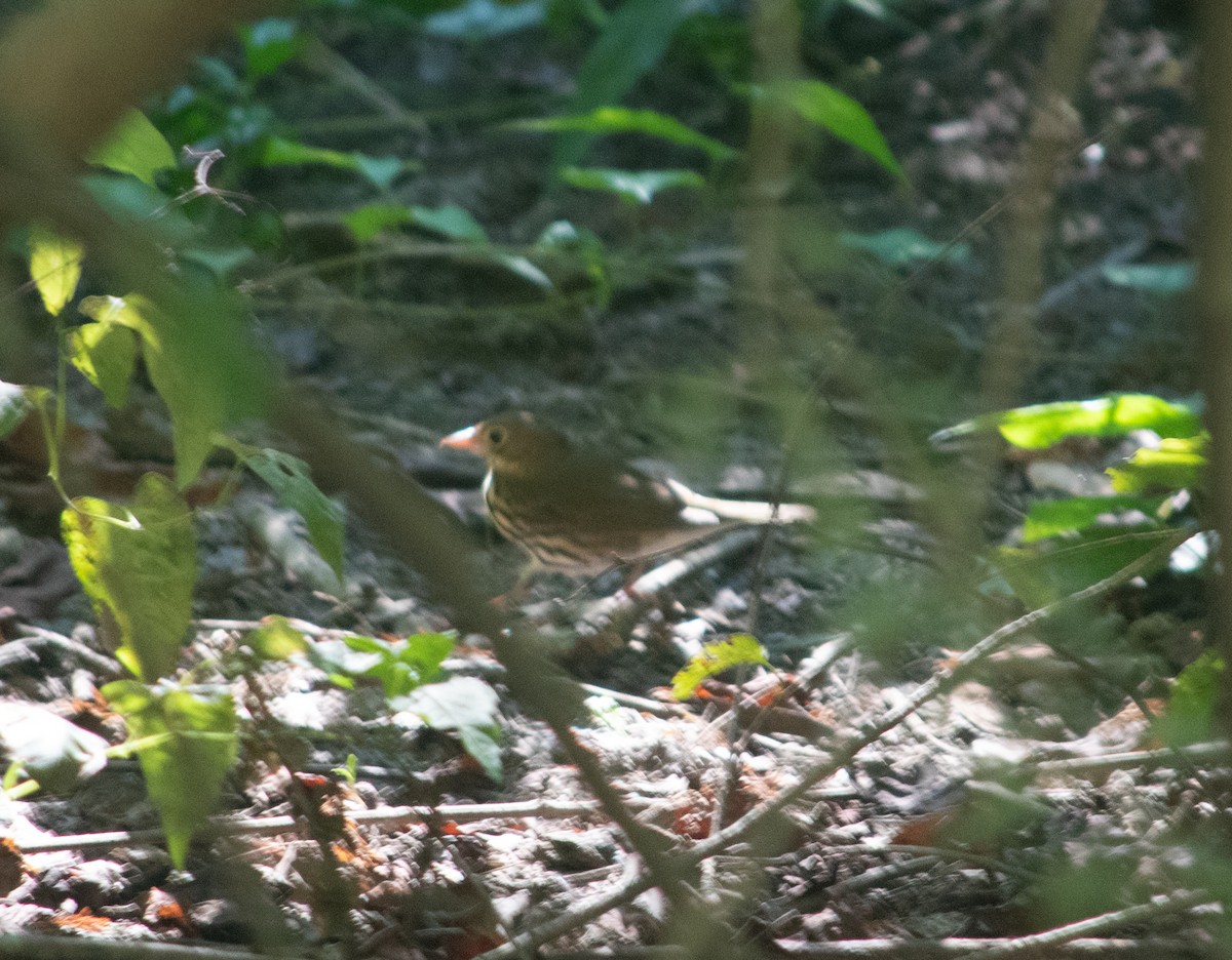 Ovenbird - ML608687671