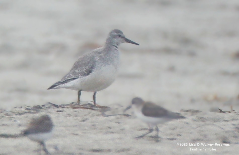 Red Knot - ML608687717