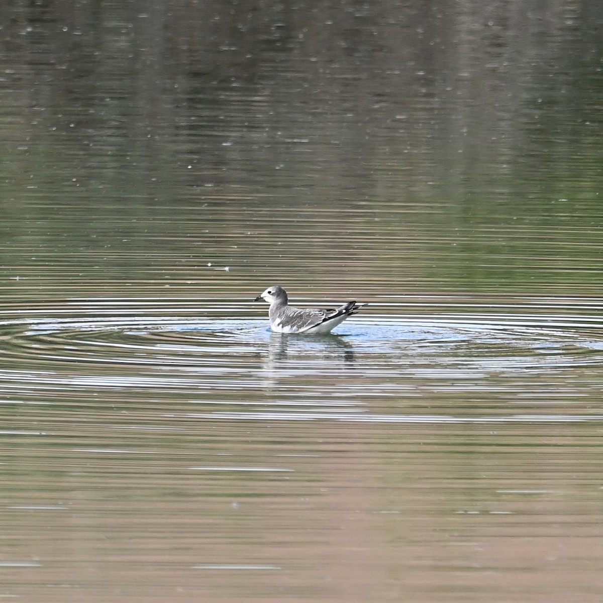 Sabine's Gull - ML608687752