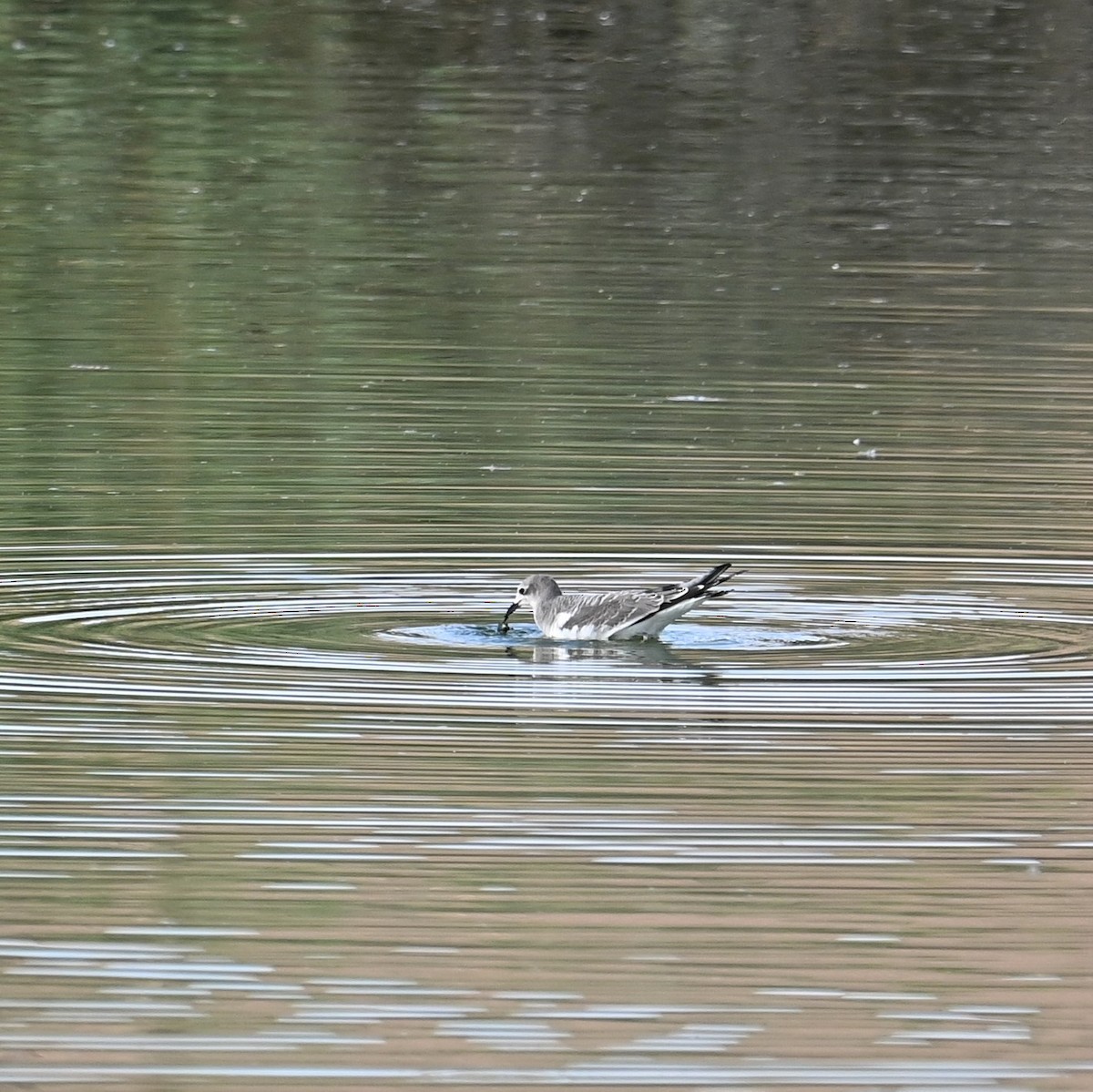 Sabine's Gull - ML608687768