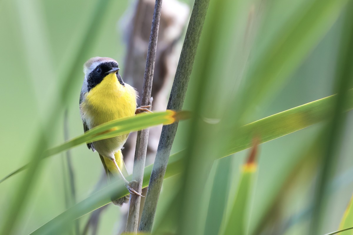 カオグロアメリカムシクイ - ML608687798