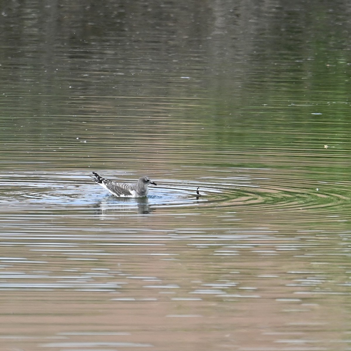 Sabine's Gull - ML608687809