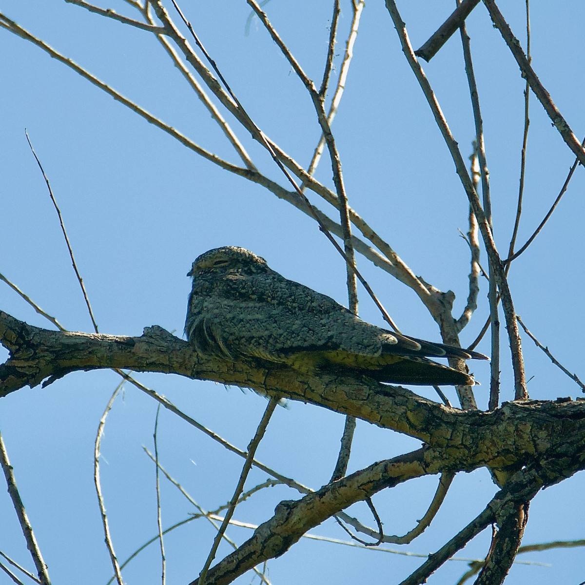 Common Nighthawk - ML608687869