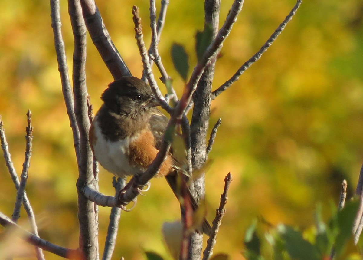 Spotted Towhee - ML608687969