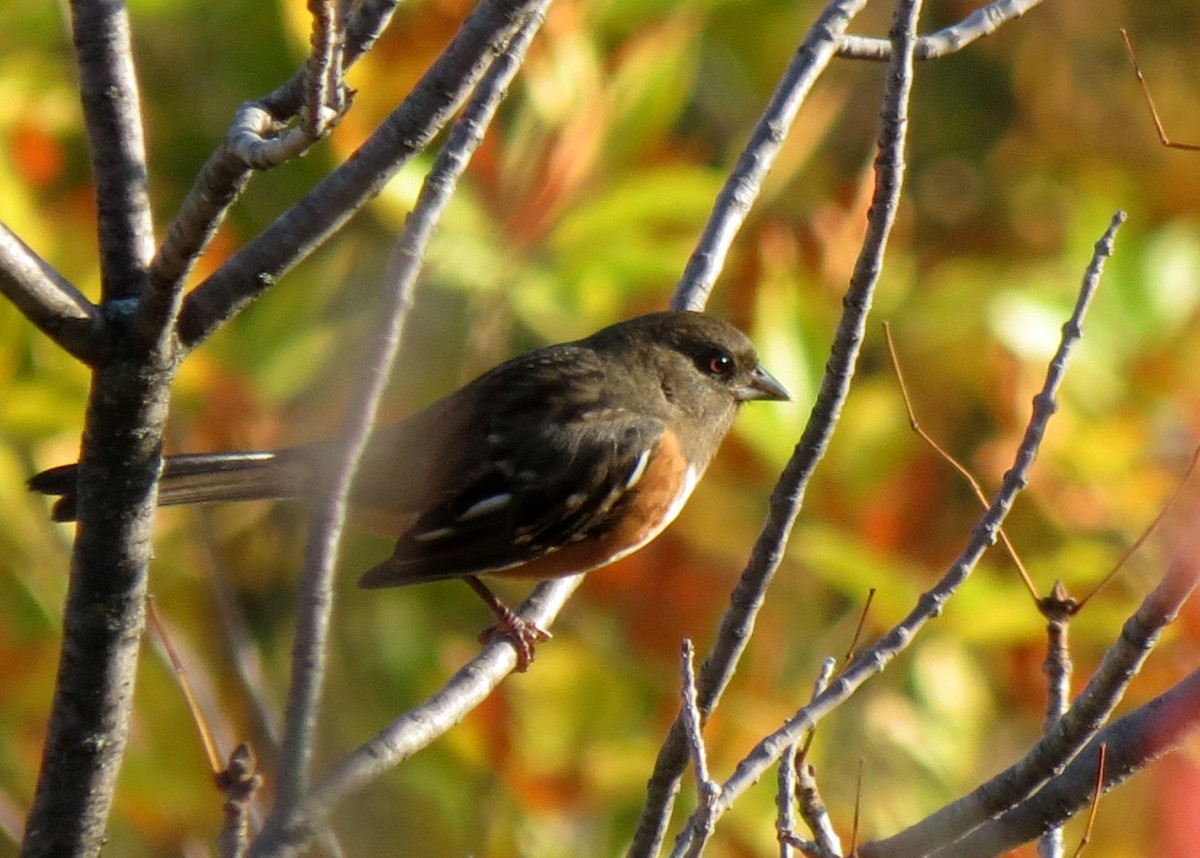 Spotted Towhee - ML608687976