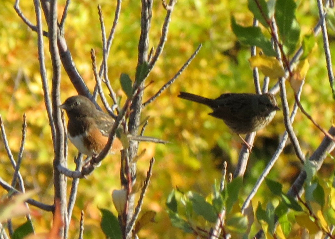 Spotted Towhee - ML608687985