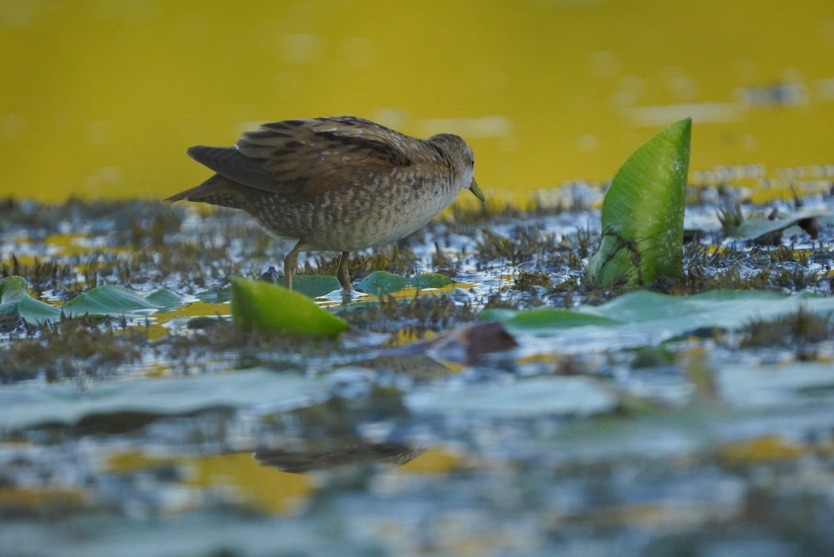 Little Crake - ML608687998