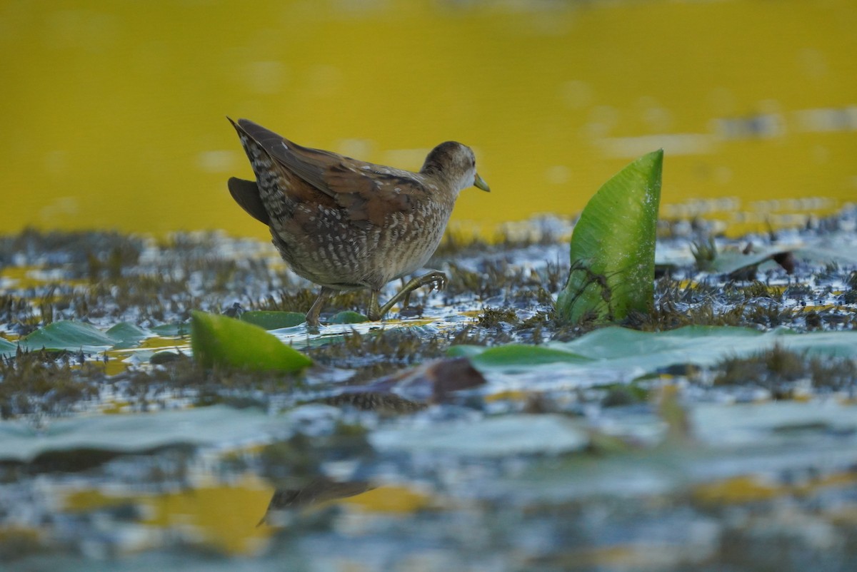 Little Crake - ML608687999