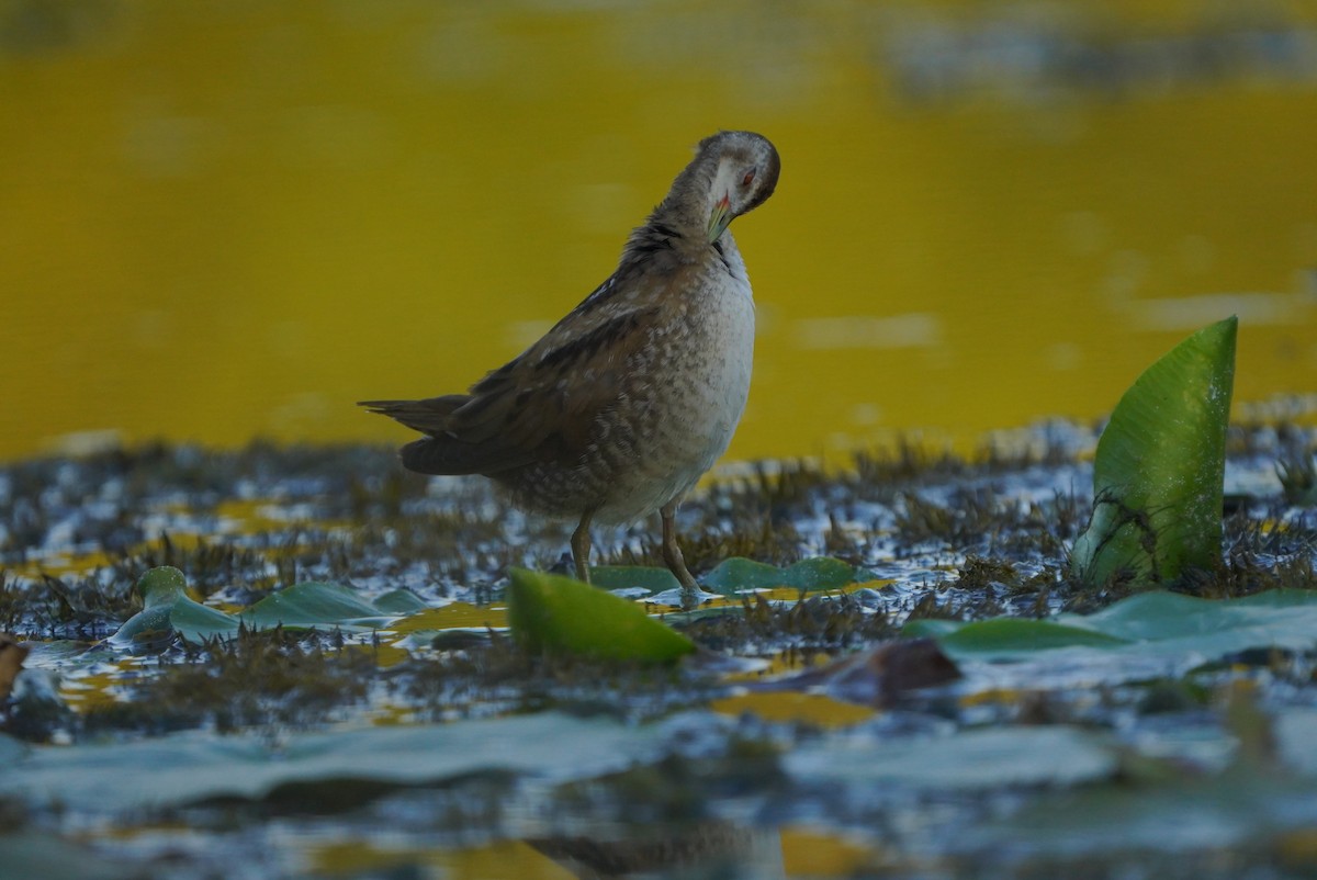 Little Crake - Paweł Maciszkiewicz