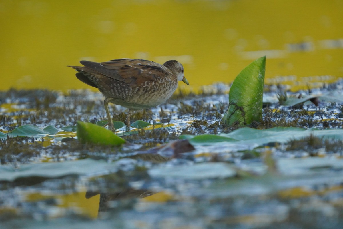 Little Crake - ML608688014