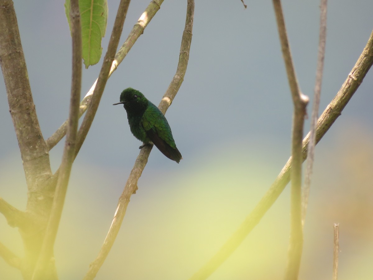 Green-tailed Emerald - ML608688096