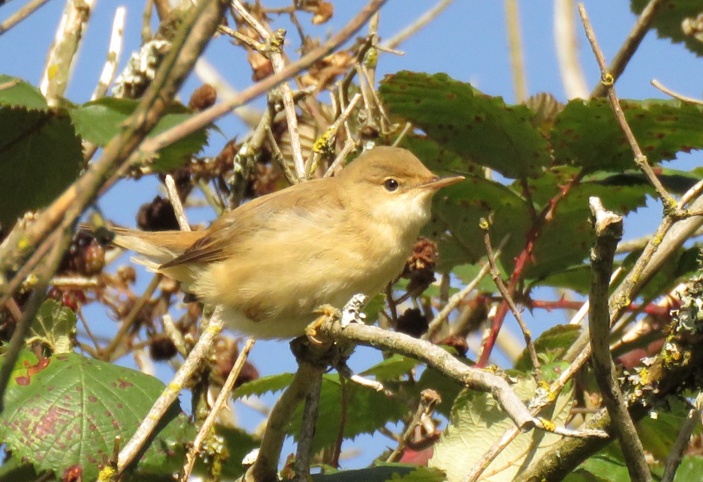Common Reed Warbler - ML608688115