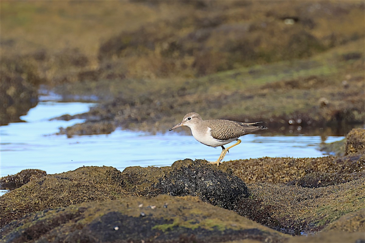 Spotted Sandpiper - ML608688123