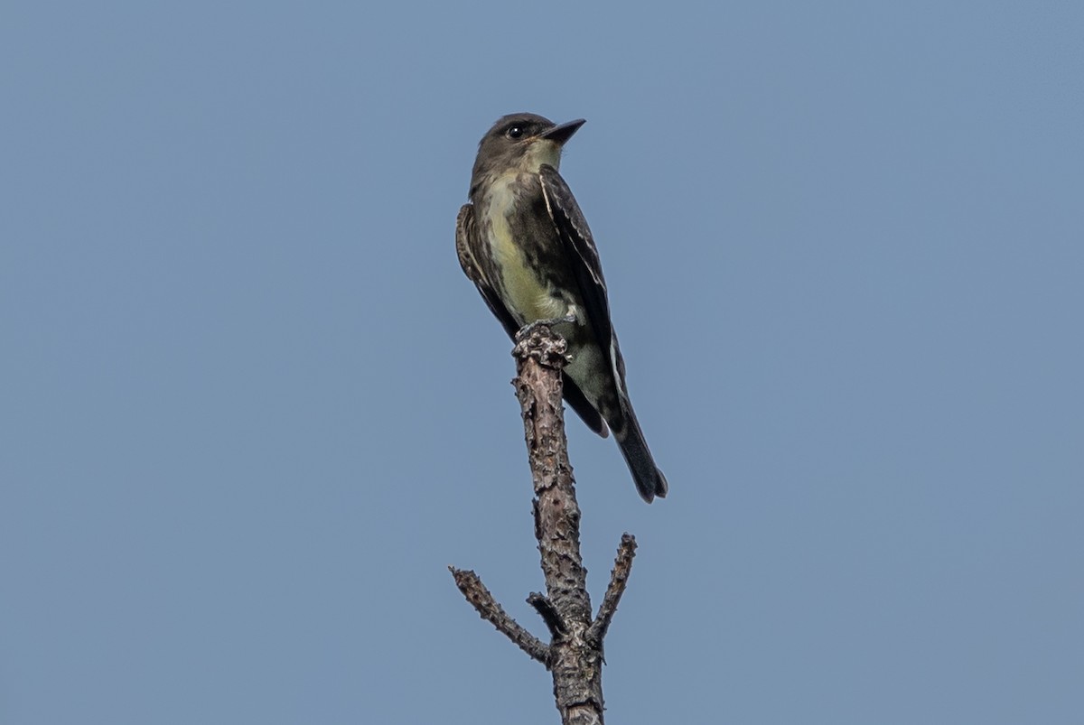Olive-sided Flycatcher - Gale VerHague