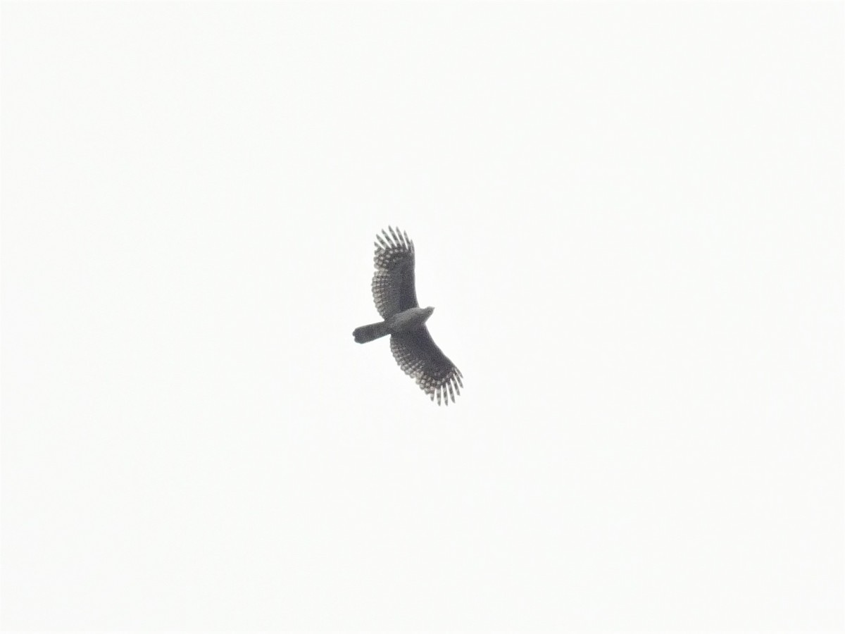 Gray-headed Kite - ML608688244