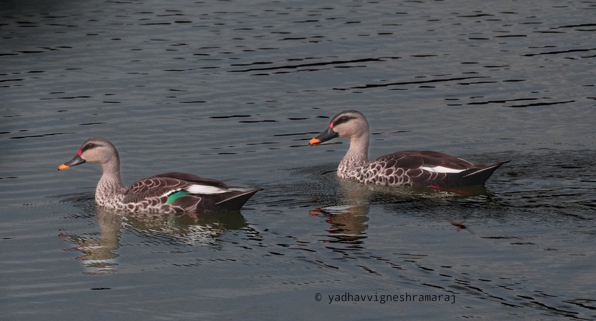 Indian Spot-billed Duck - ML608688330