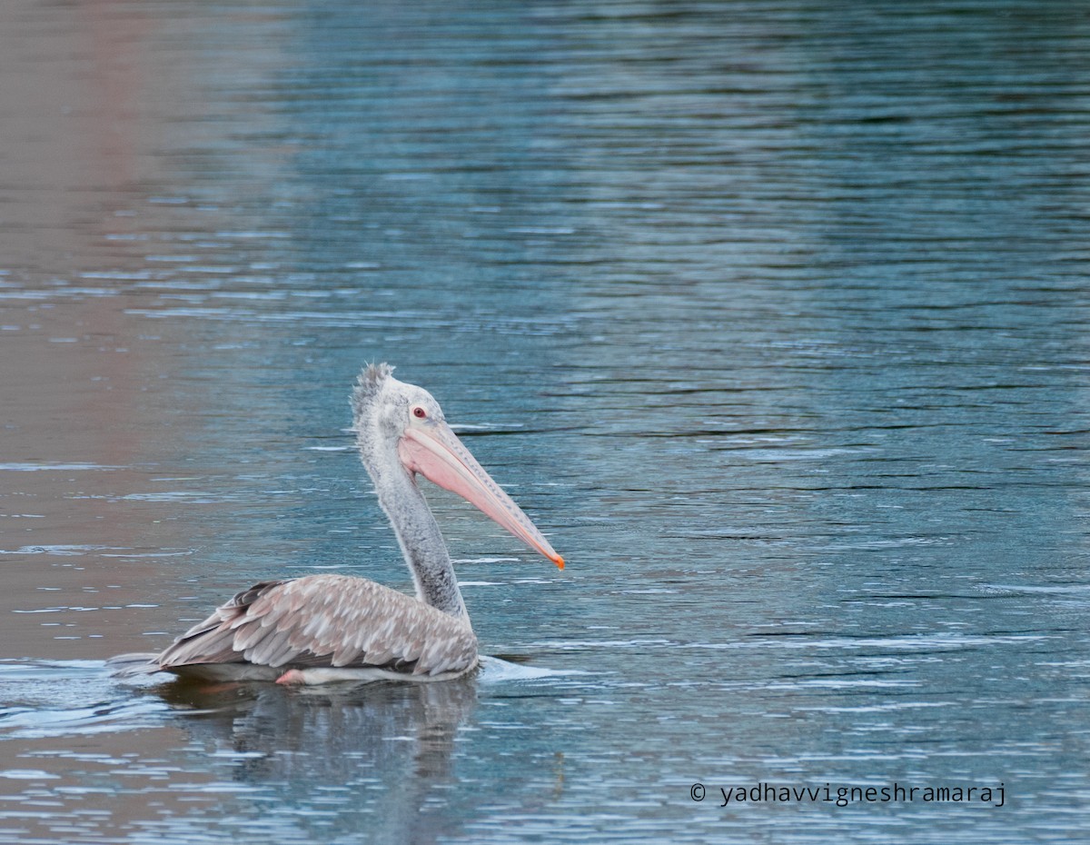 Spot-billed Pelican - ML608688344