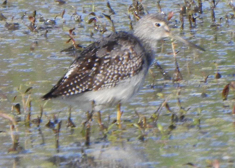 Greater Yellowlegs - ML608688355