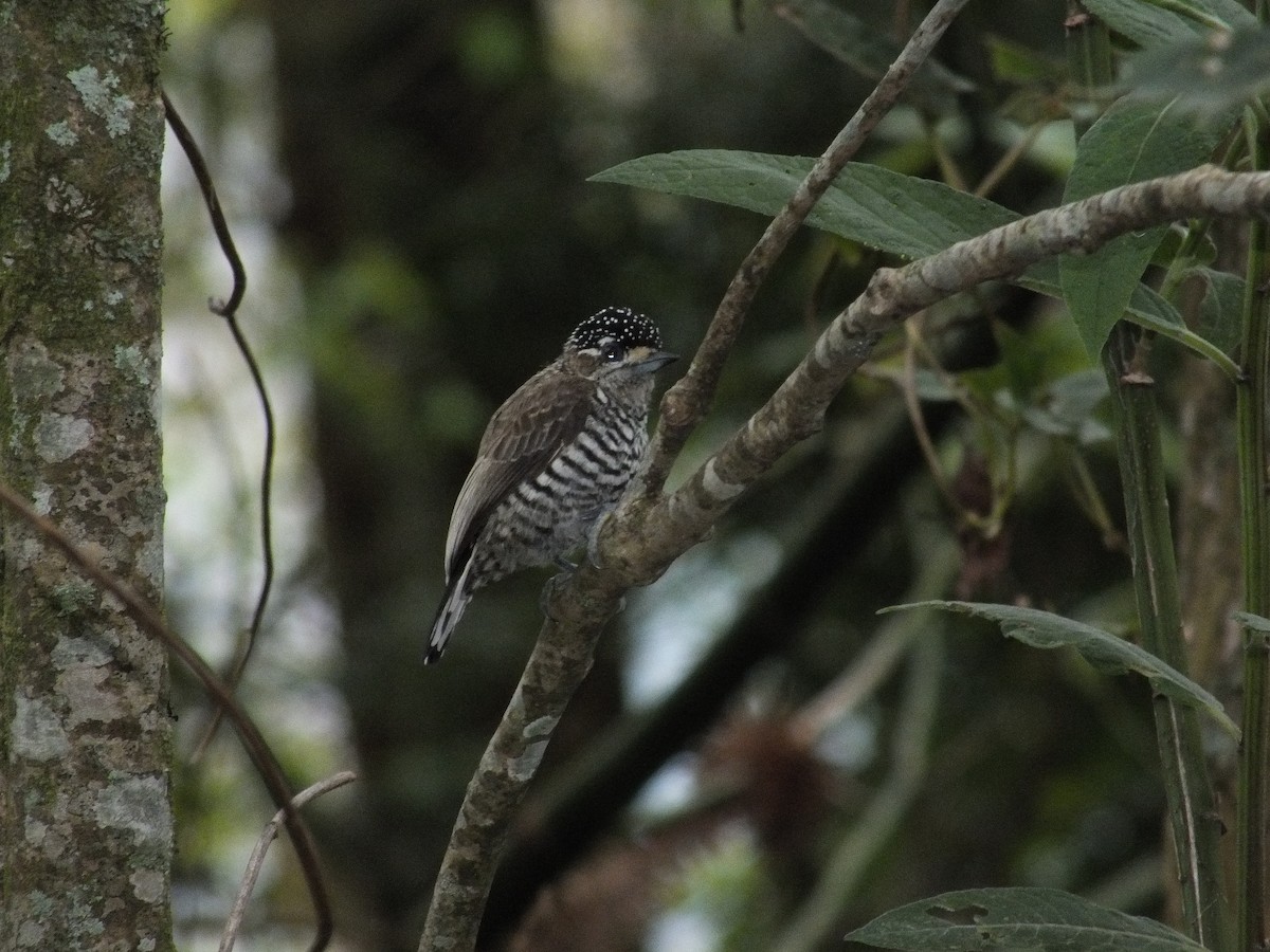 White-barred Piculet - ML608688388