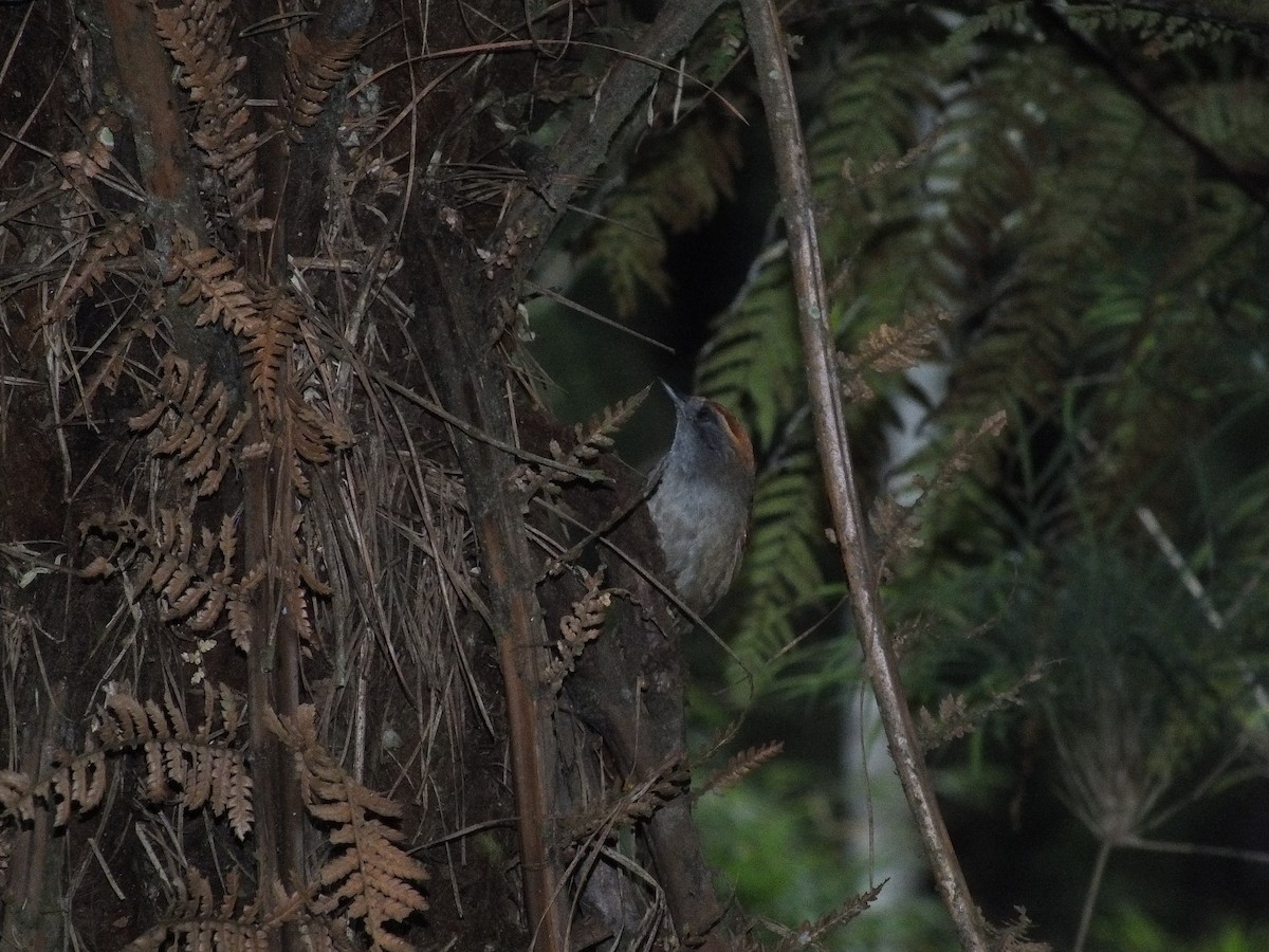 Rufous-capped Spinetail - ML608688400