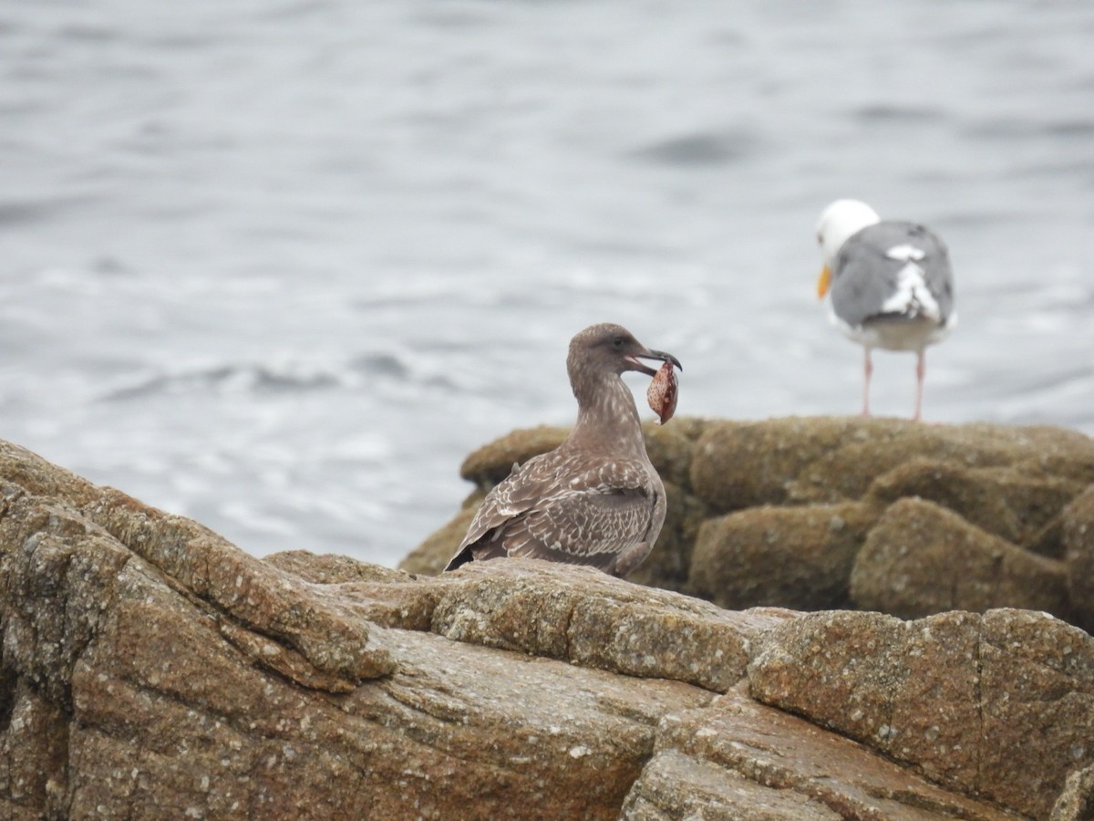 Goéland d'Audubon - ML608688403