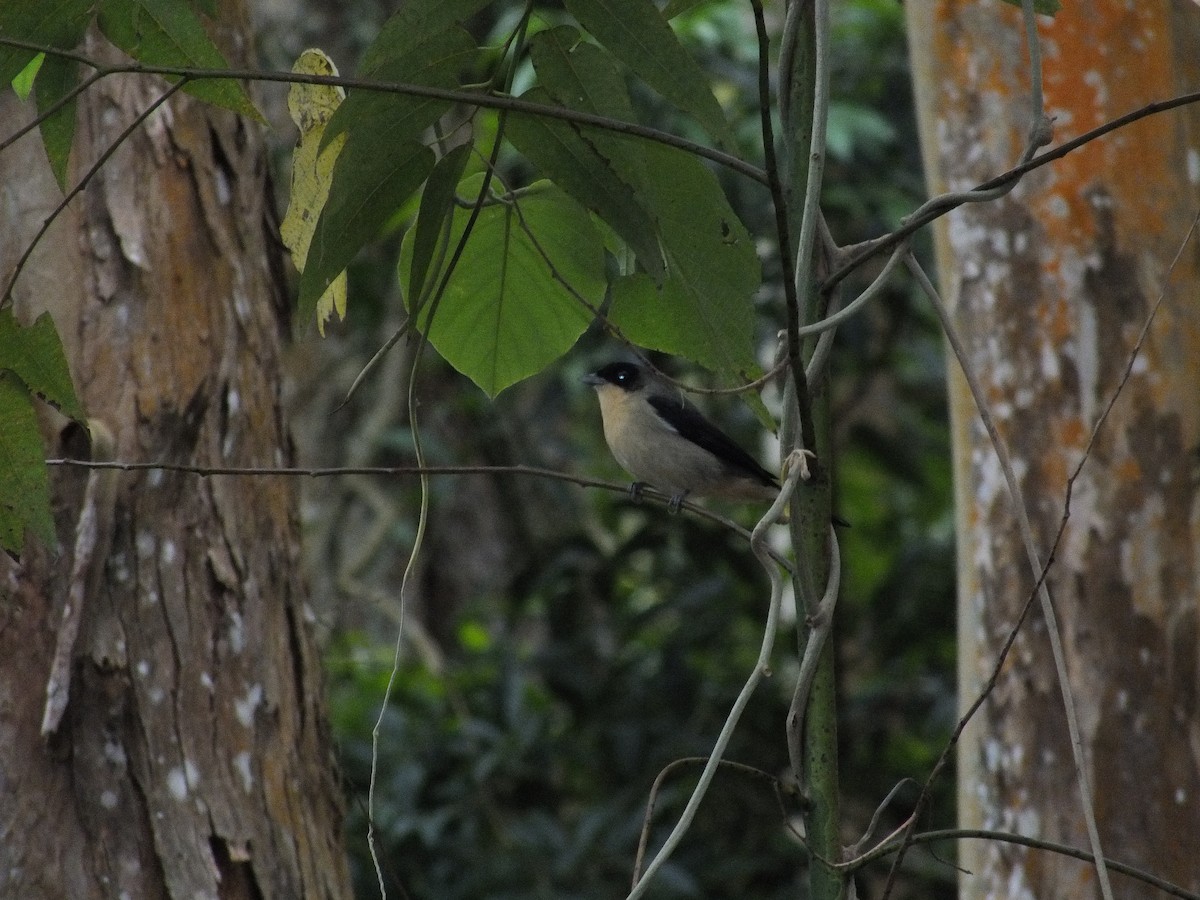 Black-goggled Tanager - ML608688424