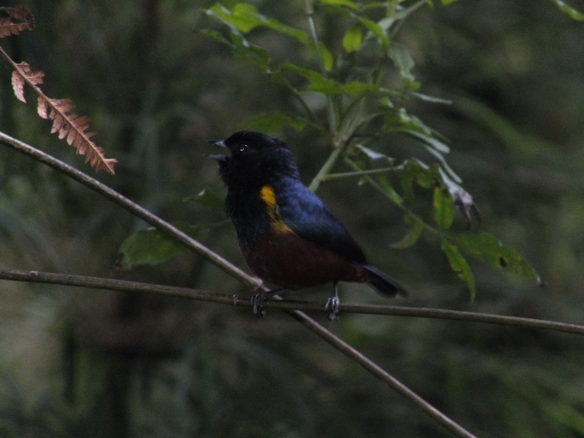 Chestnut-bellied Euphonia - ML608688432