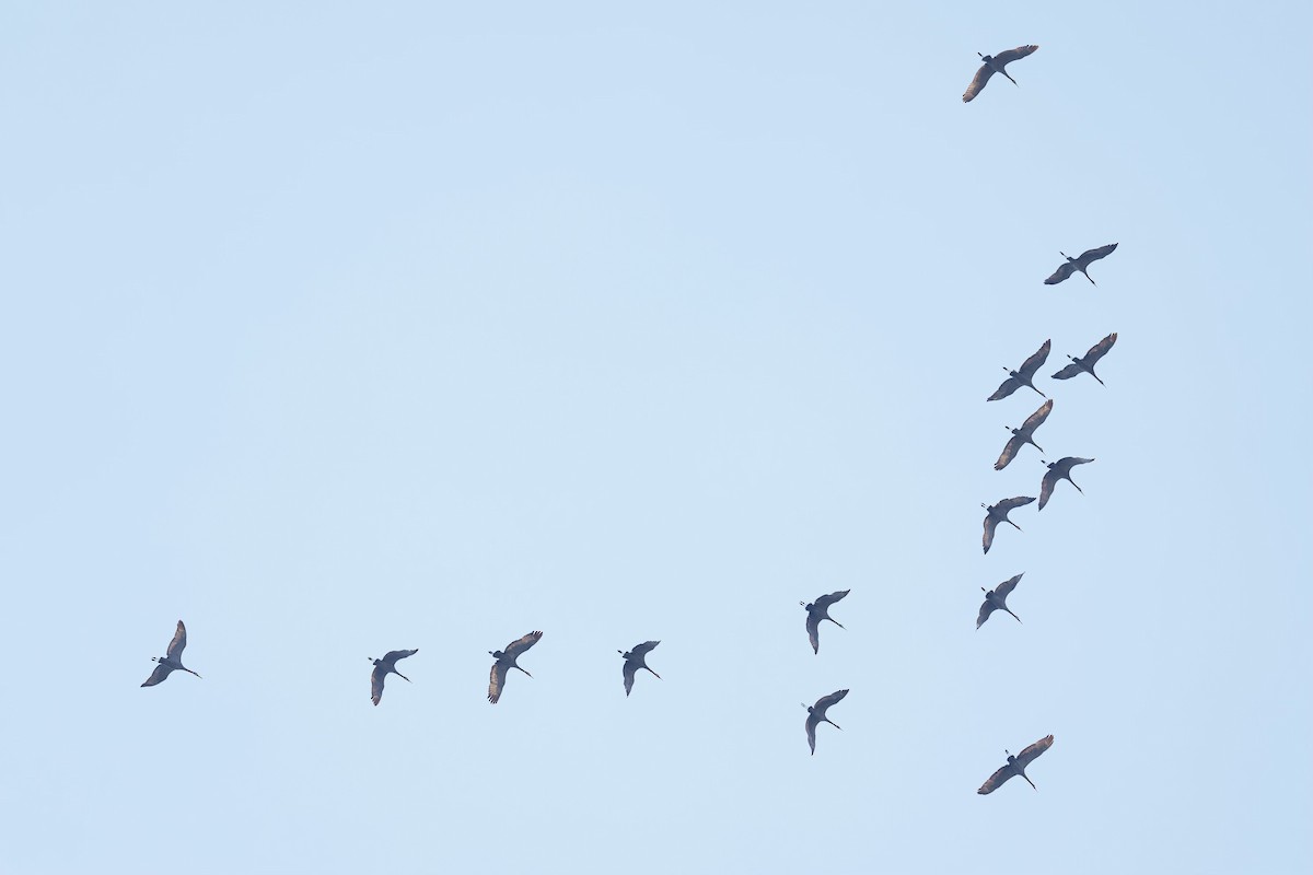 Sandhill Crane - Brock Gunter-Smith