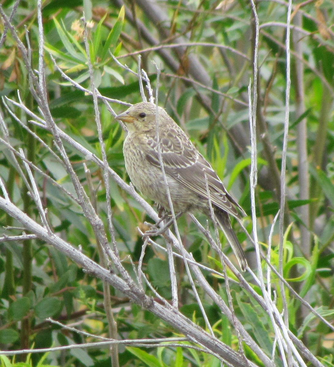 Brown-headed Cowbird - ML60868851