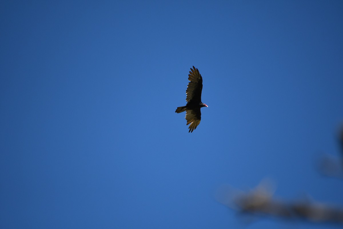 Turkey Vulture - ML608688517