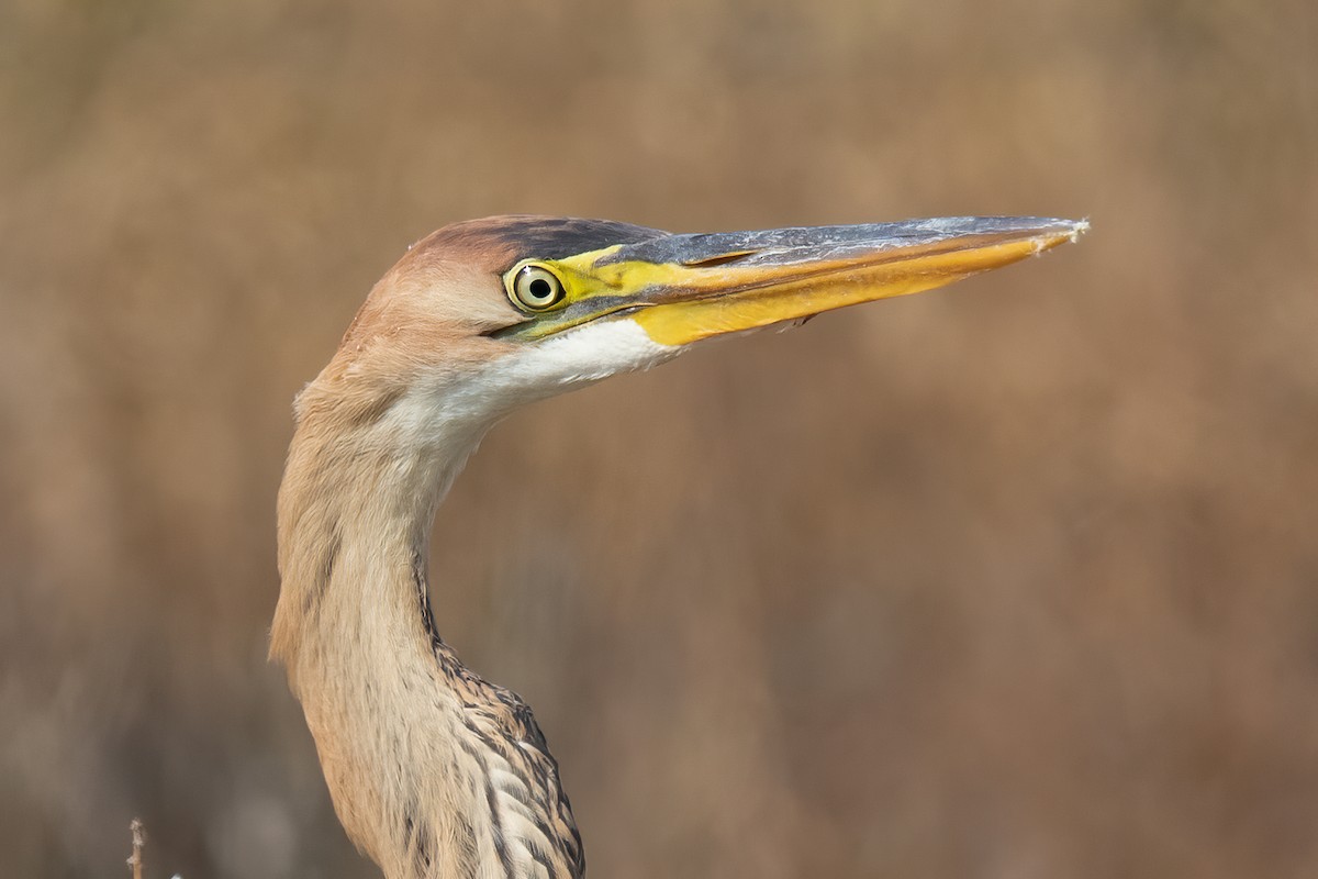 Purple Heron - Miguel Rodríguez Esteban