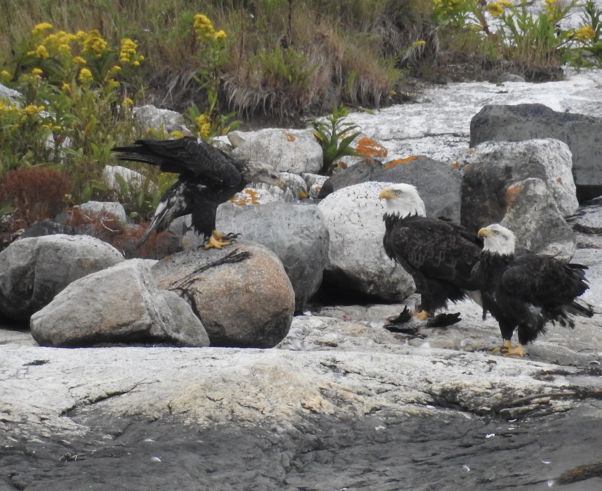 Bald Eagle - ML608688665