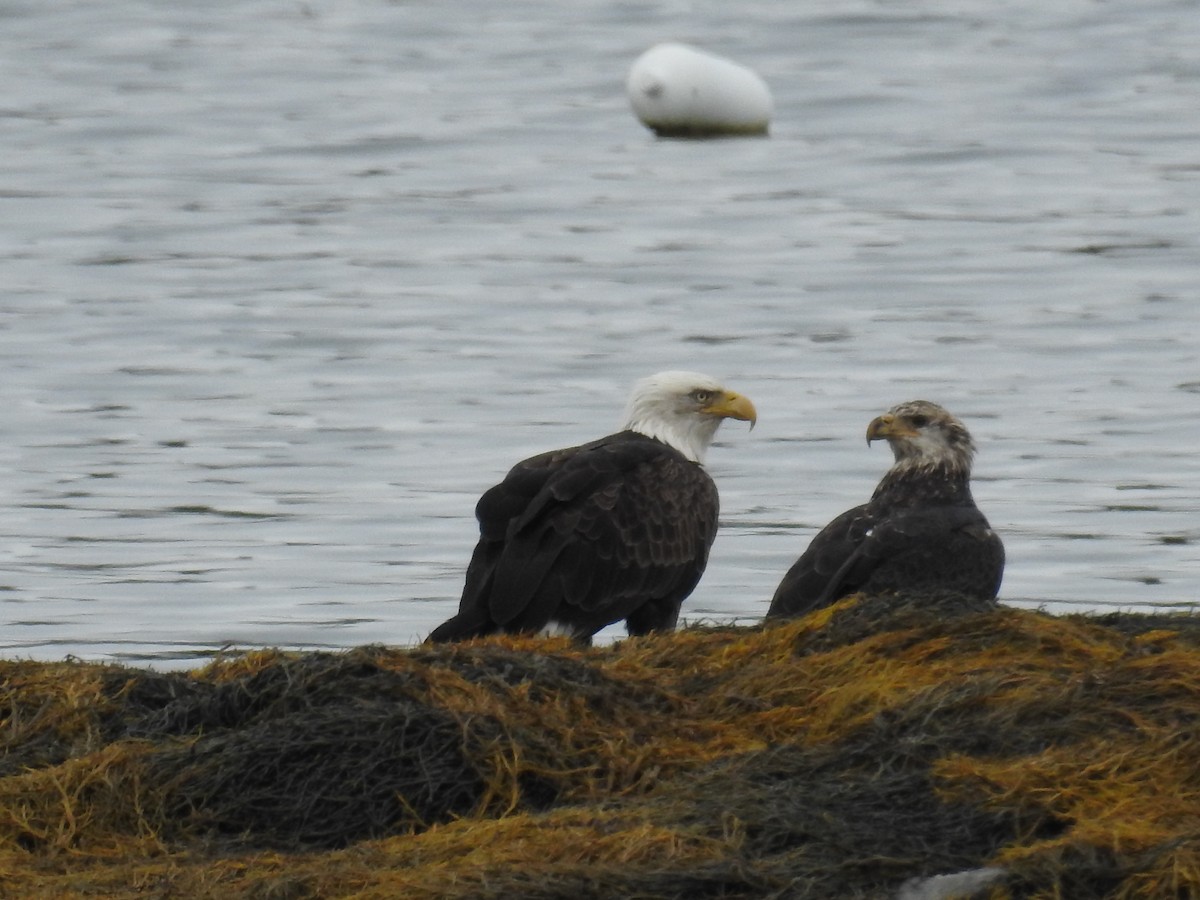 Bald Eagle - ML608688671