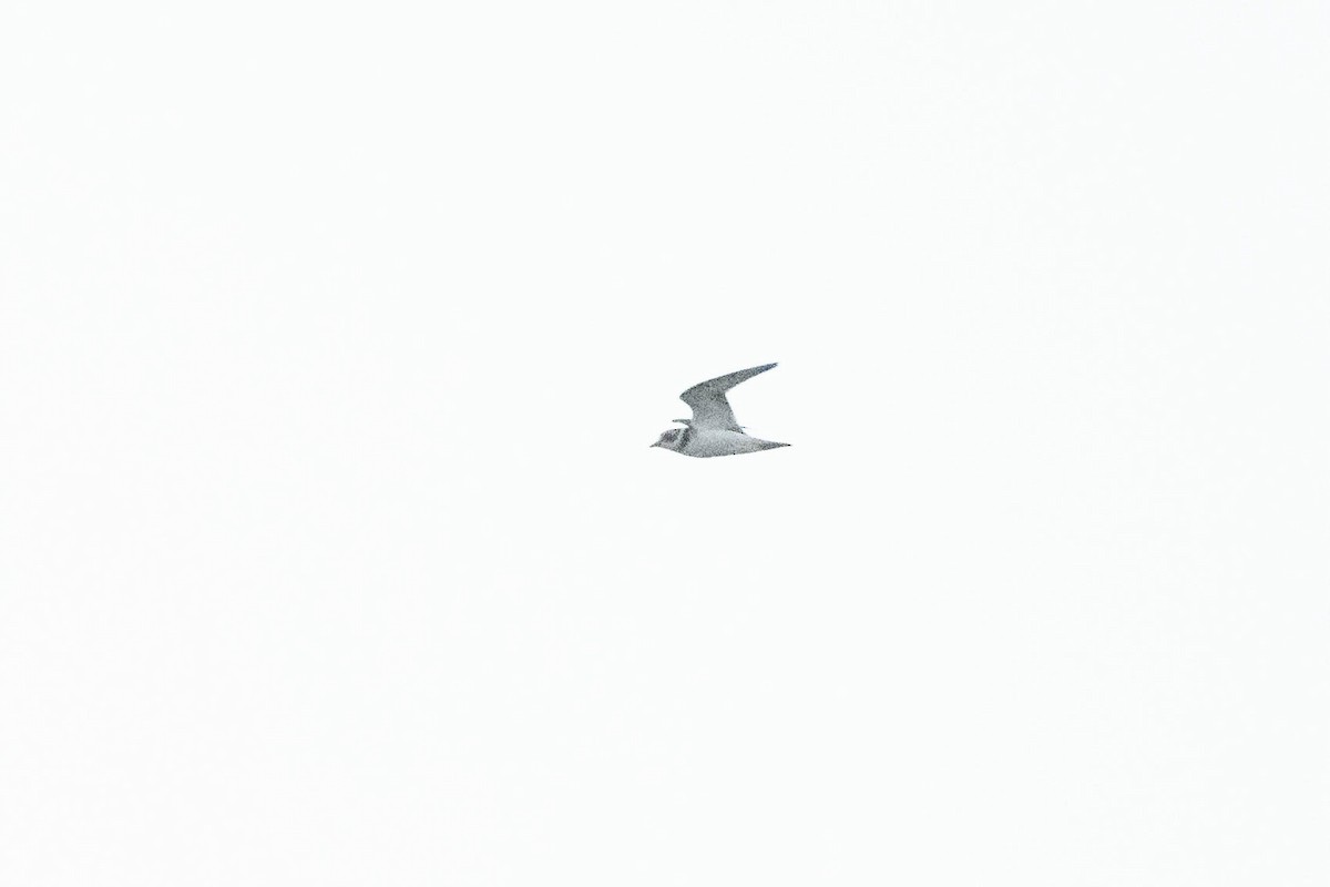 Semipalmated Plover - ML608688674
