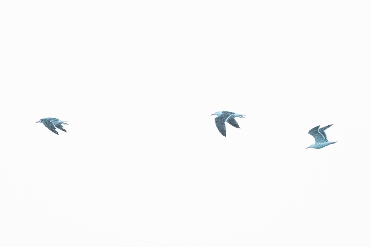 Lesser Black-backed Gull - ML608688676