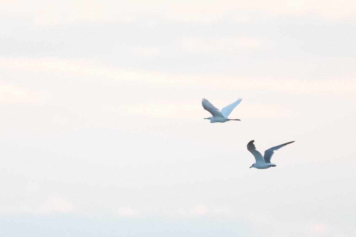 Little Blue Heron - ML608688692