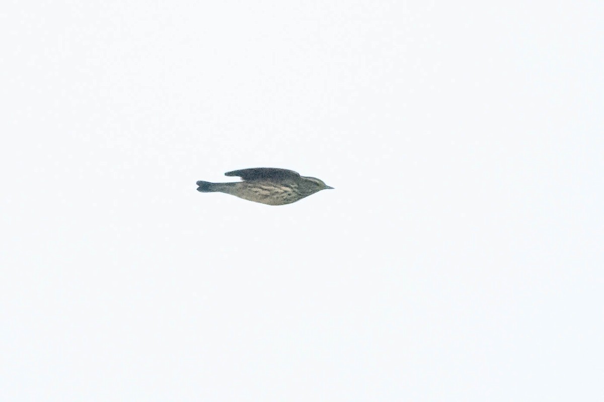 Northern Waterthrush - ML608688705