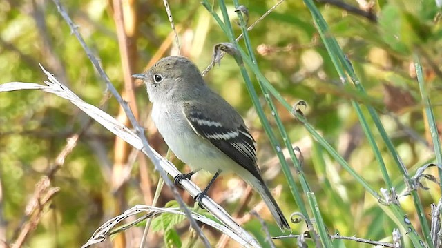 Least Flycatcher - ML608688724