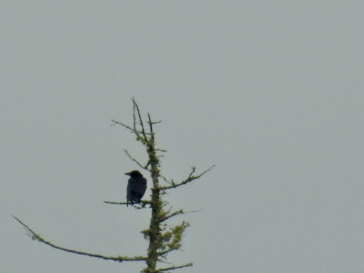 Common Raven - ML608688725