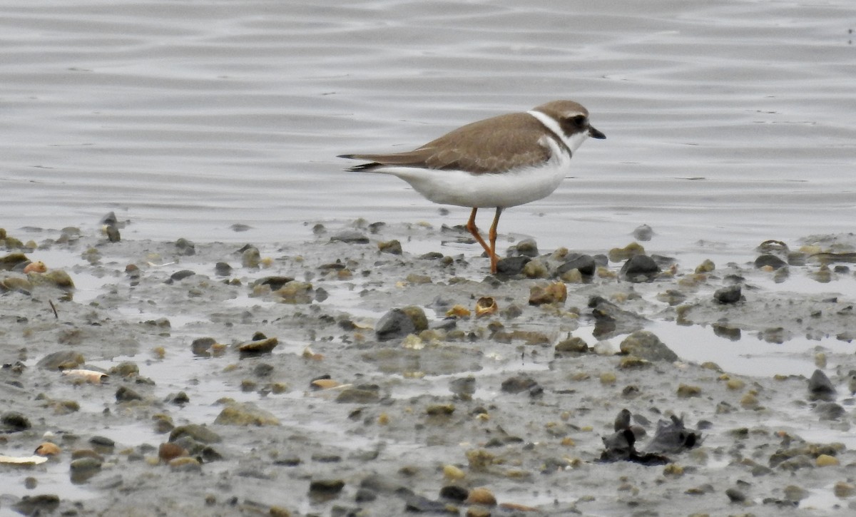 Semipalmated Plover - ML608688782