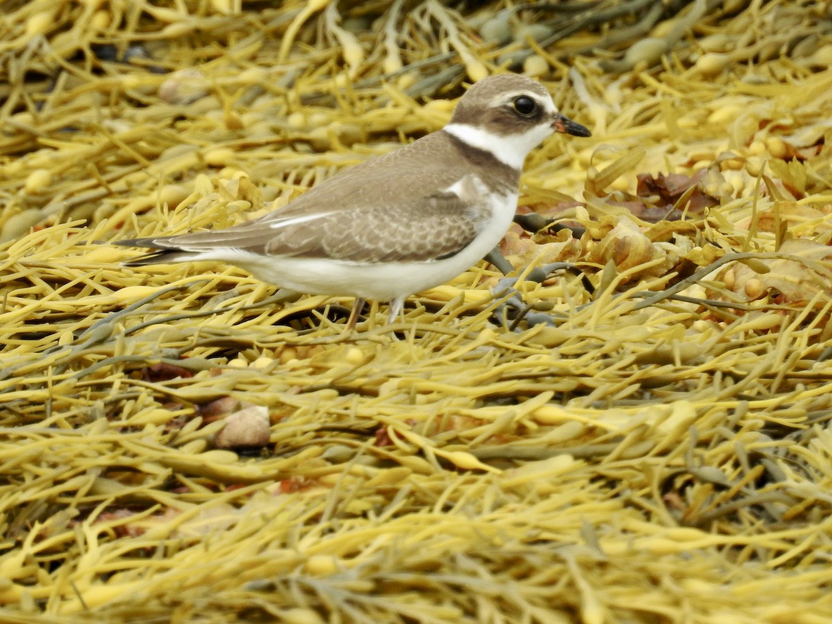 Semipalmated Plover - ML608688792